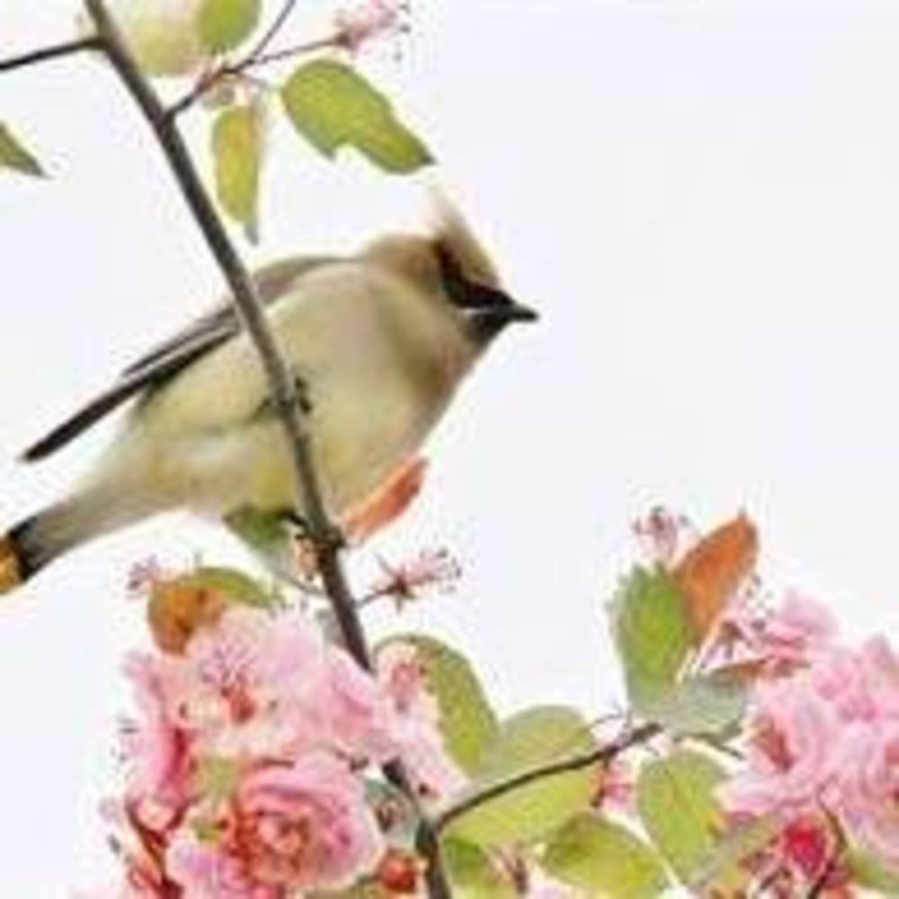 Meet your Posher, Cherry